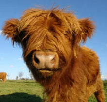 Load image into Gallery viewer, Theorbi™ Highland Cow Plush Toy